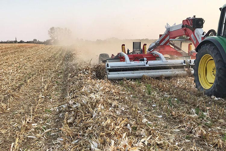 Maize straw